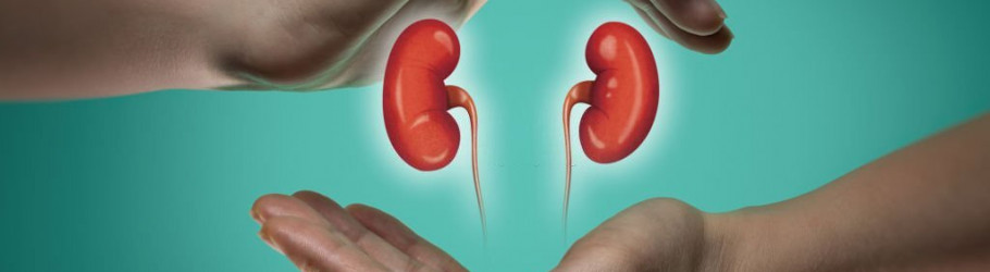 kidneyayurveda