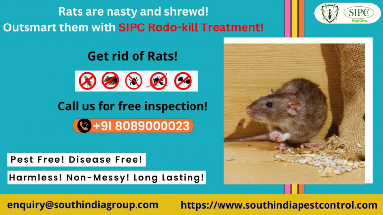 Best Rat control services in Bangalore