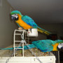 mymacaws