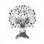 islandtreestyle